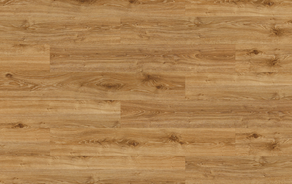 28422 - Life - Dąb Hamilton - L372