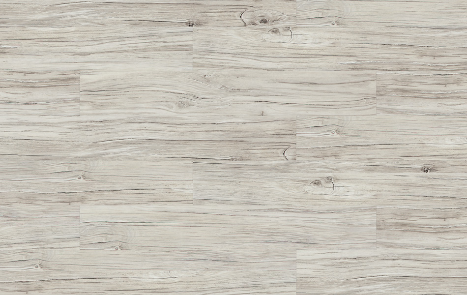 37315 - Life - Dąb Barletta - L3655