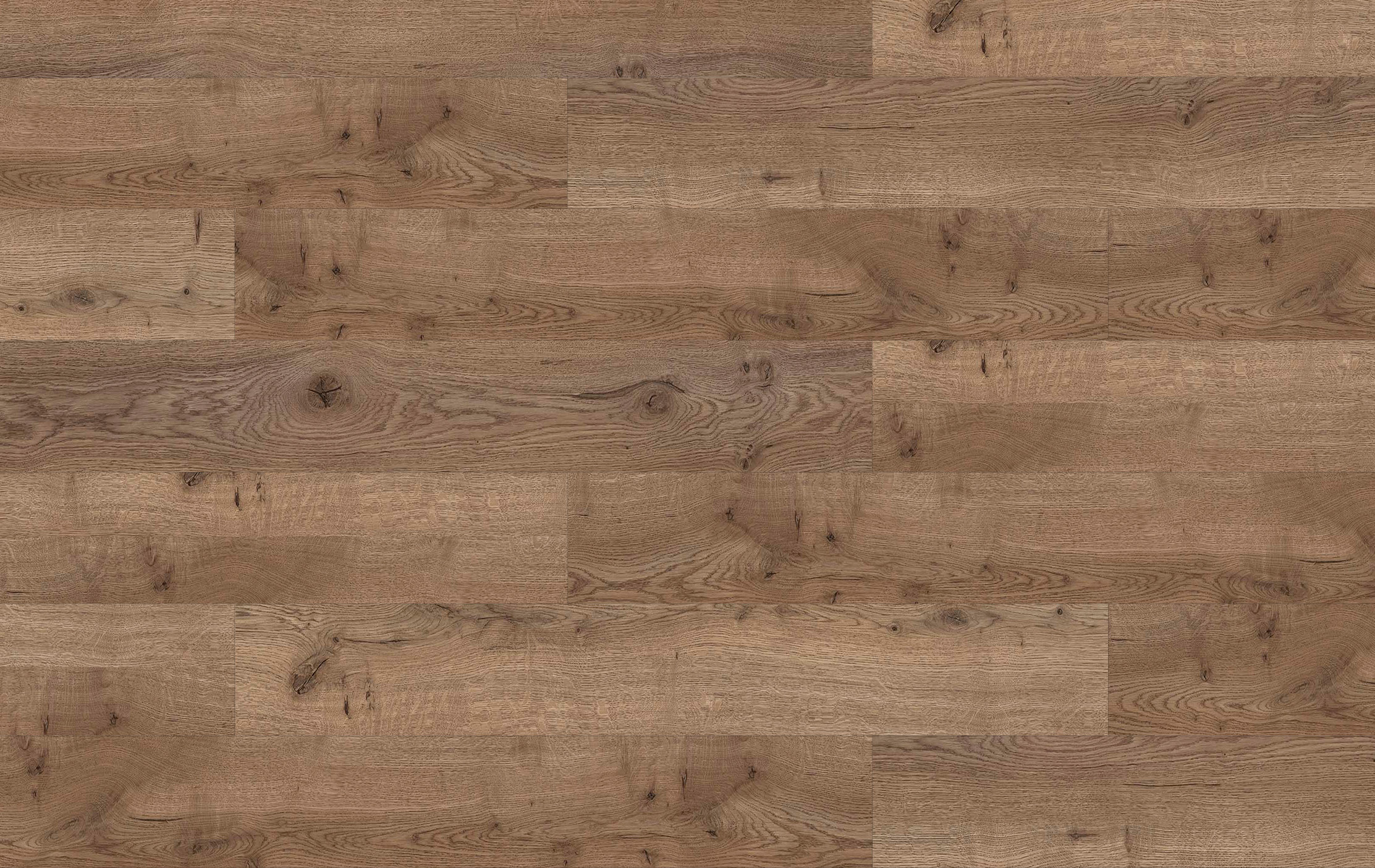 44021 - Joy - Dąb Baltimore - L3731