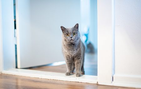 Jak zabezpieczyć drzwi przed psem i kotem?
