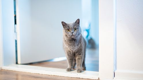 How to protect the door from dogs and cats?