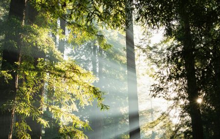 Ekologia w&nbsp;produkcji – jak tworzymy drzwi w&nbsp;zgodzie z&nbsp;naturą?